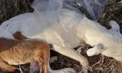 The owner of the dog acted despicably by putting her in a plastic bag and throwing her body out of a moving vehicle