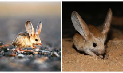 This Tiny Cute Long-Eared Jerboa Looks Like a Mix Between a Mouse, a Rabbit, a Pig, and a Kangaroo