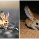 This Tiny Cute Long-Eared Jerboa Looks Like a Mix Between a Mouse, a Rabbit, a Pig, and a Kangaroo