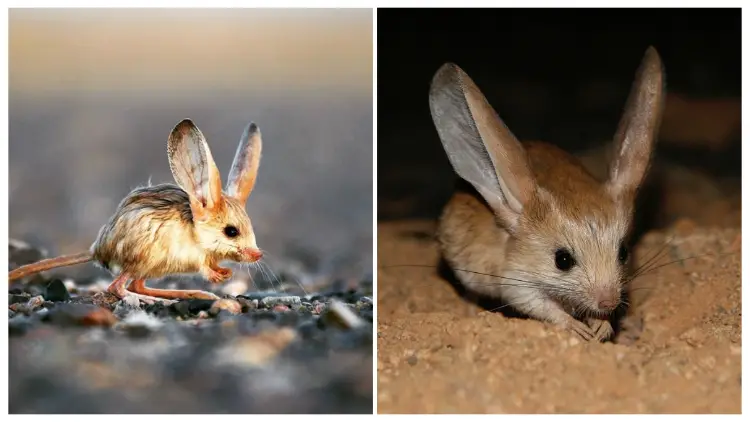 This Tiny Cute Long-Eared Jerboa Looks Like a Mix Between a Mouse, a Rabbit, a Pig, and a Kangaroo