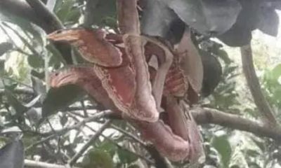 Three Menacing-Looking 'Snakes' Discovered Hiding in Tree