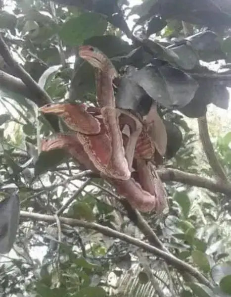 Three Menacing-Looking 'Snakes' Discovered Hiding in Tree