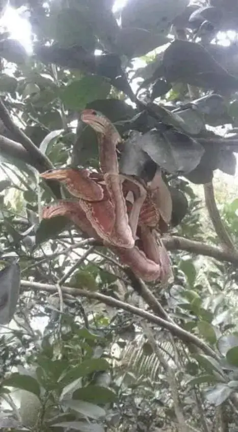 Three Menacing-Looking 'Snakes' Discovered Hiding in Tree