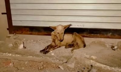 Timid Dog Concealed His Mouth from The World, But Now He Has a Fresh New Smile to Show Off