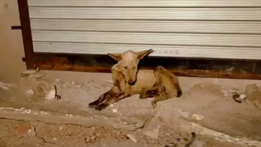 Timid Dog Concealed His Mouth from The World, But Now He Has a Fresh New Smile to Show Off