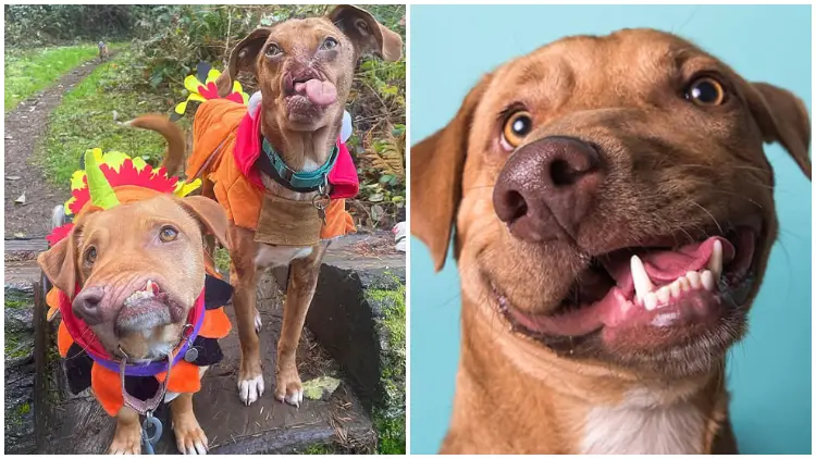 Two Dogs with Physical Deformities Make Friend After Being Adopted 5 Years Apart