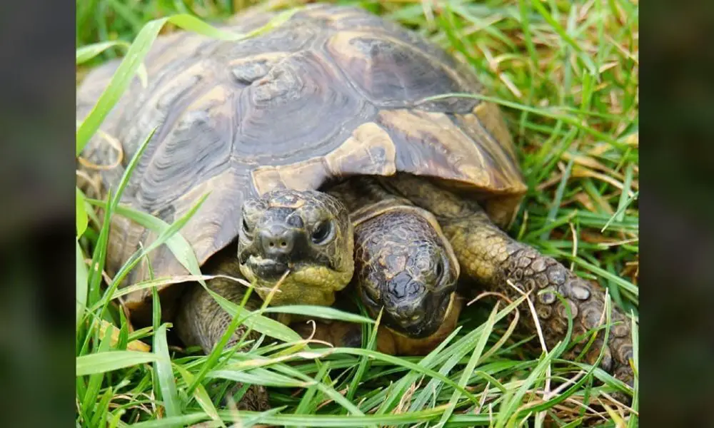 Two-Headed Tortoise, Believed to be the Oldest in the World