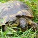 Two-Headed Tortoise, Believed to be the Oldest in the World