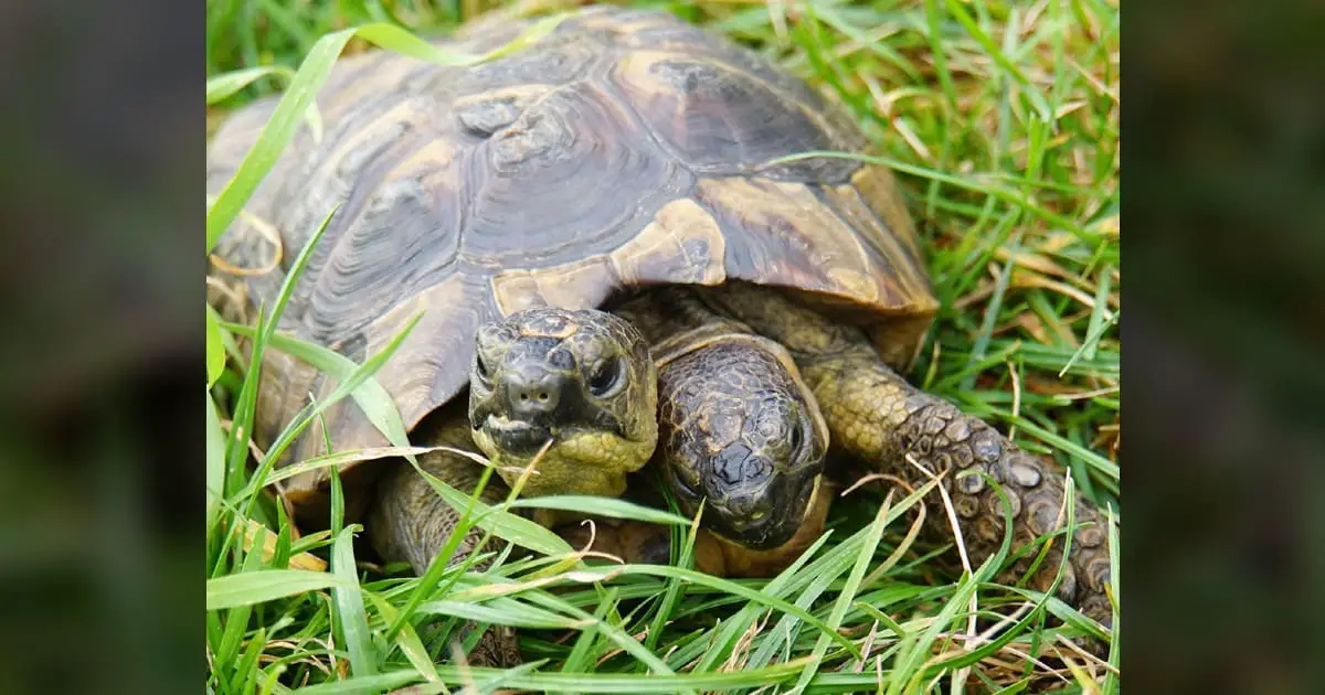 Two-Headed Tortoise, Believed to be the Oldest in the World