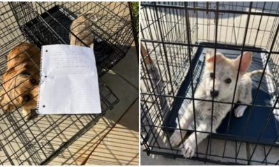 Two Puppies Were Found Outside of an Animal Shelter, Accompanied by a Heart-wrenching Note