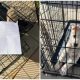 Two Puppies Were Found Outside of an Animal Shelter, Accompanied by a Heart-wrenching Note