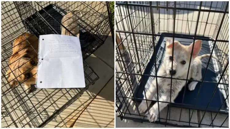 Two Puppies Were Found Outside of an Animal Shelter, Accompanied by a Heart-wrenching Note