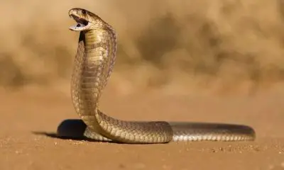 Unexpected Landing: Pilot Discovers Venomous Cobra in Cockpit of Plane