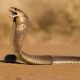 Unexpected Landing: Pilot Discovers Venomous Cobra in Cockpit of Plane