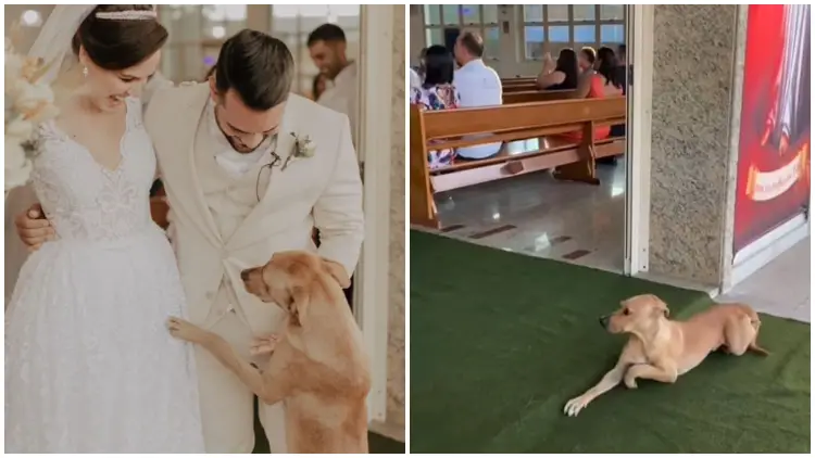 Uninvited Wedding Guest: Stray Dog Finds Forever Family with Newlyweds