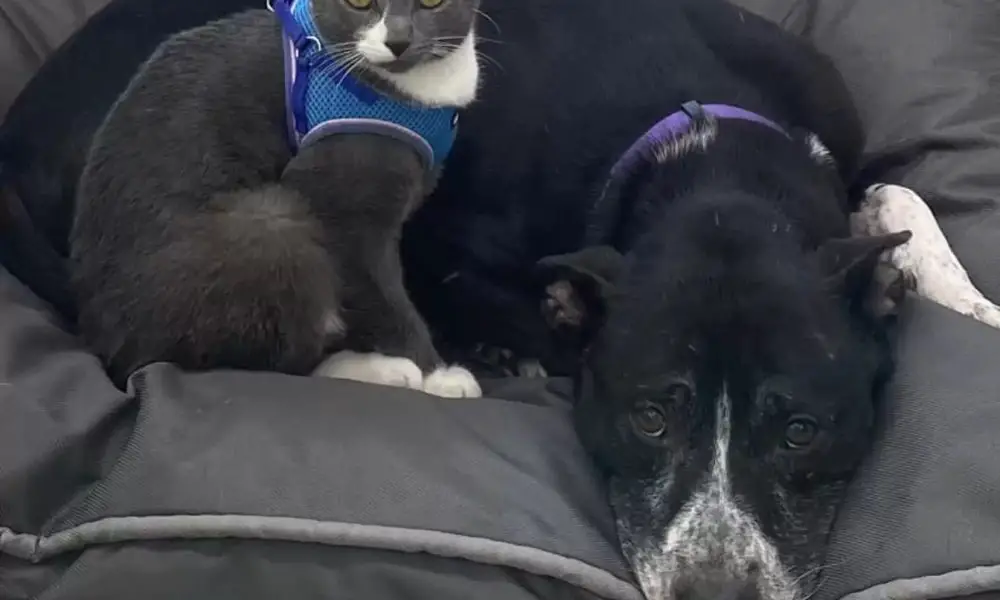 Unlikely Dog and Cat Duo Refuse to Be Separated After Being Found Together in a Field