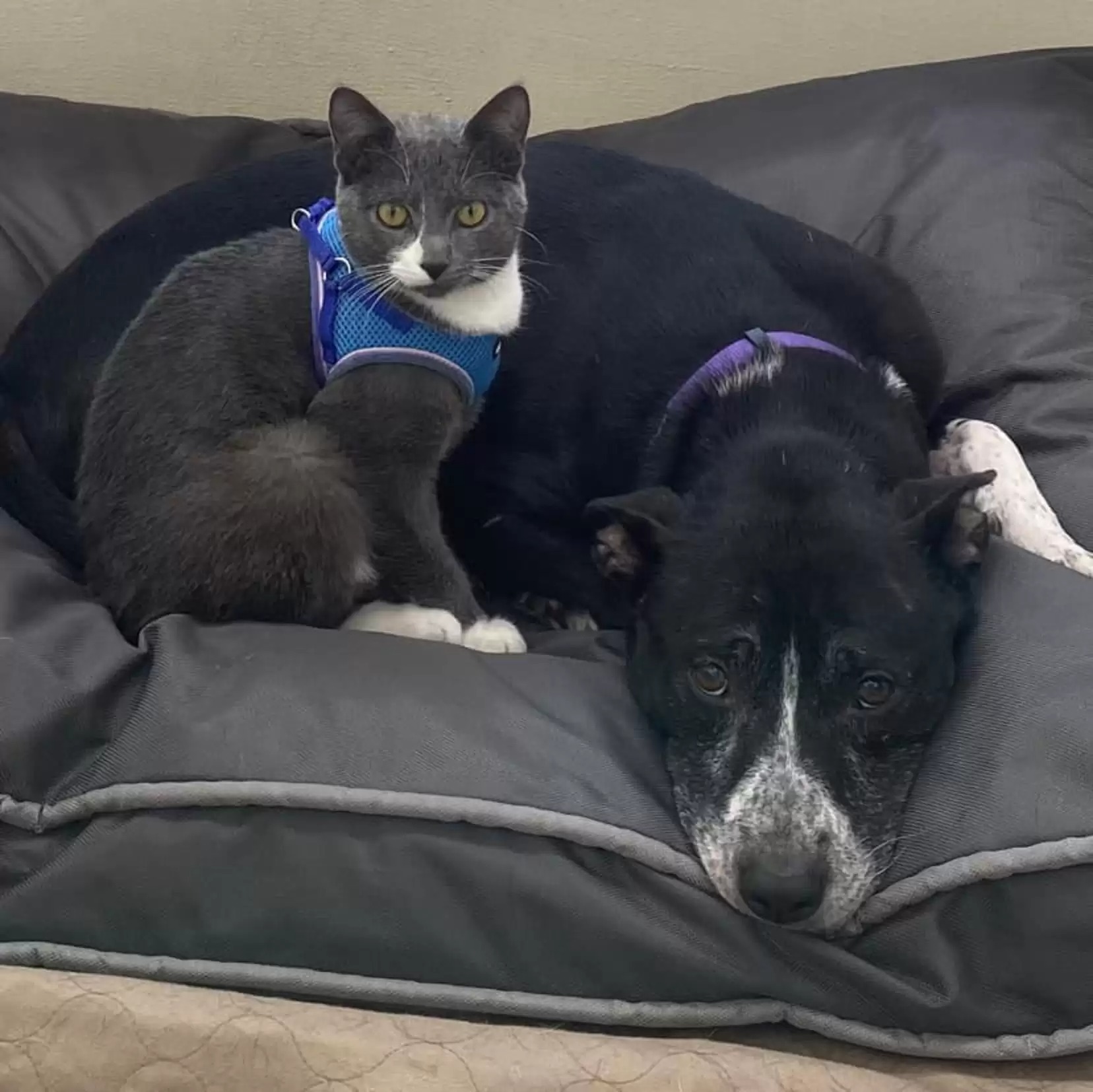 Unlikely Dog and Cat Duo Refuse to Be Separated After Being Found Together in a Field