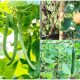 Vegetables and Fruits That Grow Vertically for Small Spaces