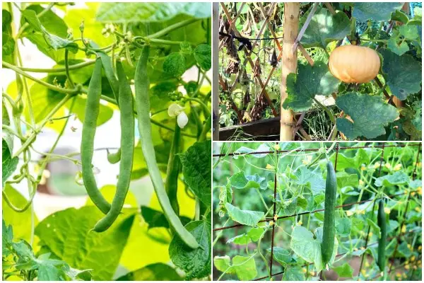 Vegetables and Fruits That Grow Vertically for Small Spaces