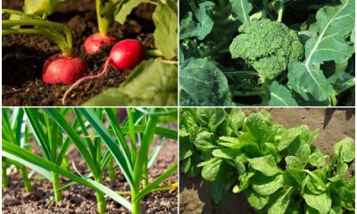 Vegetables and Herbs Tolerate Partial Sun and Shady Areas