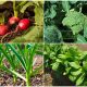 Vegetables and Herbs Tolerate Partial Sun and Shady Areas