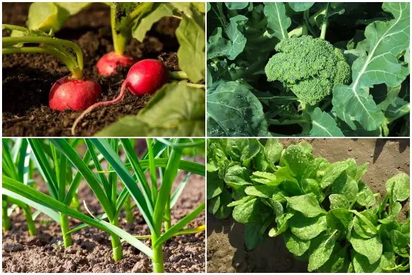 Vegetables and Herbs Tolerate Partial Sun and Shady Areas