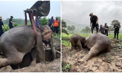 Vets Revive Mother Elephant by Jumping on Her Chest to Restart Her Heart