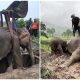 Vets Revive Mother Elephant by Jumping on Her Chest to Restart Her Heart