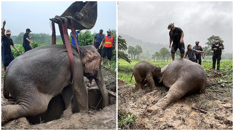Vets Revive Mother Elephant by Jumping on Her Chest to Restart Her Heart