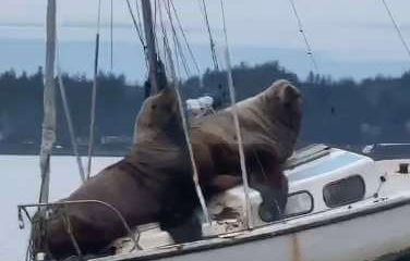 Video Captures Pair of Giant Sea Lions Taking a Joy Ride on a Small Fishing Boat, and It's Ridiculous