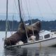 Video Captures Pair of Giant Sea Lions Taking a Joy Ride on a Small Fishing Boat, and It's Ridiculous