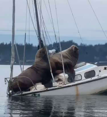 Video Captures Pair of Giant Sea Lions Taking a Joy Ride on a Small Fishing Boat, and It's Ridiculous
