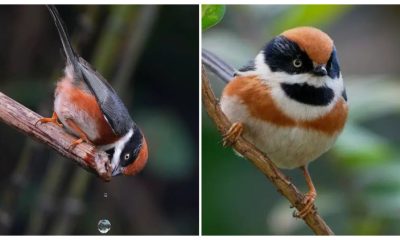 Watch the Black-throated Bushtit