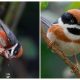 Watch the Black-throated Bushtit