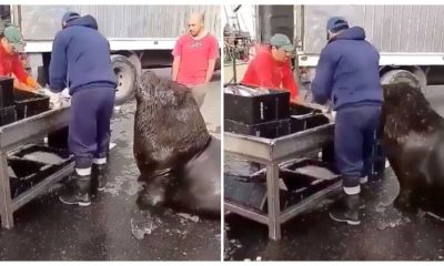 Well-Mannered Giant Sea Lion Waddles Around Fish Market to Asks for Snacks