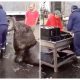 Well-Mannered Giant Sea Lion Waddles Around Fish Market to Asks for Snacks