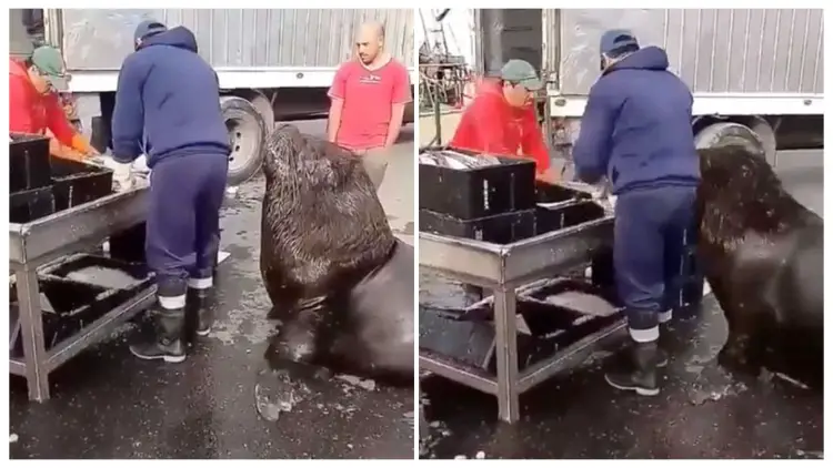 Well-Mannered Giant Sea Lion Waddles Around Fish Market to Asks for Snacks