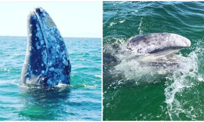 Whale Swam up to The Boat Captain and Requested a Helpful Favor