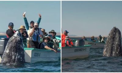 Whale Watchers Amused as Sneaky Whale Surfaces Behind Them While They're Distracted