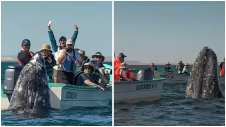 Whale Watchers Amused as Sneaky Whale Surfaces Behind Them While They're Distracted