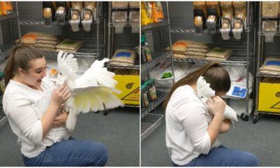 When Reuniting with His Favorite Human, The Cockatoo Bird Cannot Contain Its Emotions