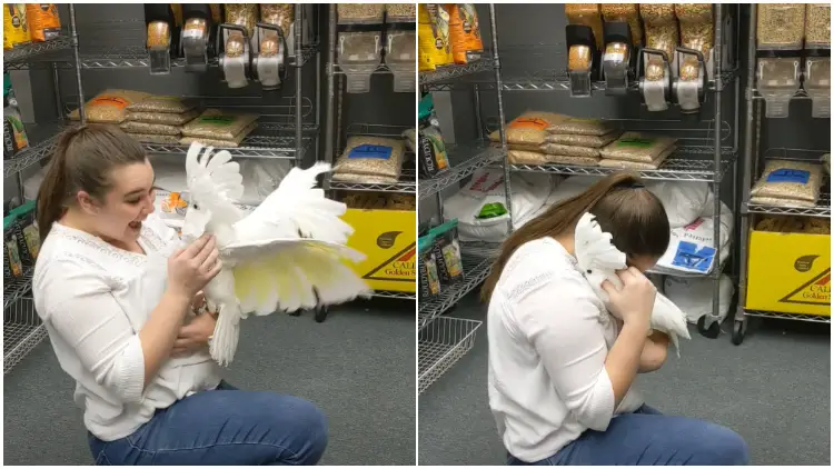When Reuniting with His Favorite Human, The Cockatoo Bird Cannot Contain Its Emotions