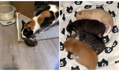 When a Fostered Mother Cat Sees a Lonely Orphaned Kitten in Need of Love, She Responds with The Sweetest Reaction