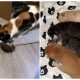 When a Fostered Mother Cat Sees a Lonely Orphaned Kitten in Need of Love, She Responds with The Sweetest Reaction