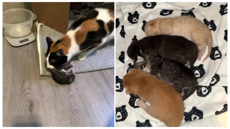 When a Fostered Mother Cat Sees a Lonely Orphaned Kitten in Need of Love, She Responds with The Sweetest Reaction