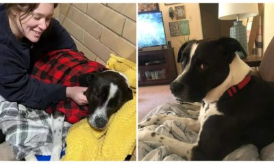 While Waiting to Find a Forever Home, a Shelter Dog Befriends a Stuffed Sloth and They Become Inseparable