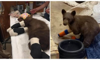 While on Camera, a Bear Cub Is Seen Taking a Bath in a Small Puddle and Having Fun with a Teddy Bear That It Discovered