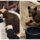 While on Camera, a Bear Cub Is Seen Taking a Bath in a Small Puddle and Having Fun with a Teddy Bear That It Discovered