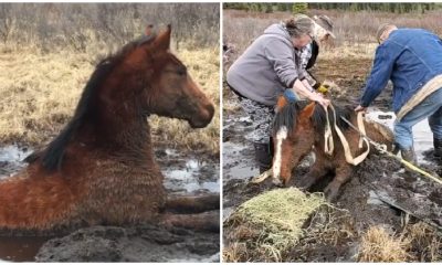 Wild Horse Trapped in a 6-foot Deep Swamp Was Rescued By Strangerss