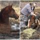 Wild Horse Trapped in a 6-foot Deep Swamp Was Rescued By Strangerss